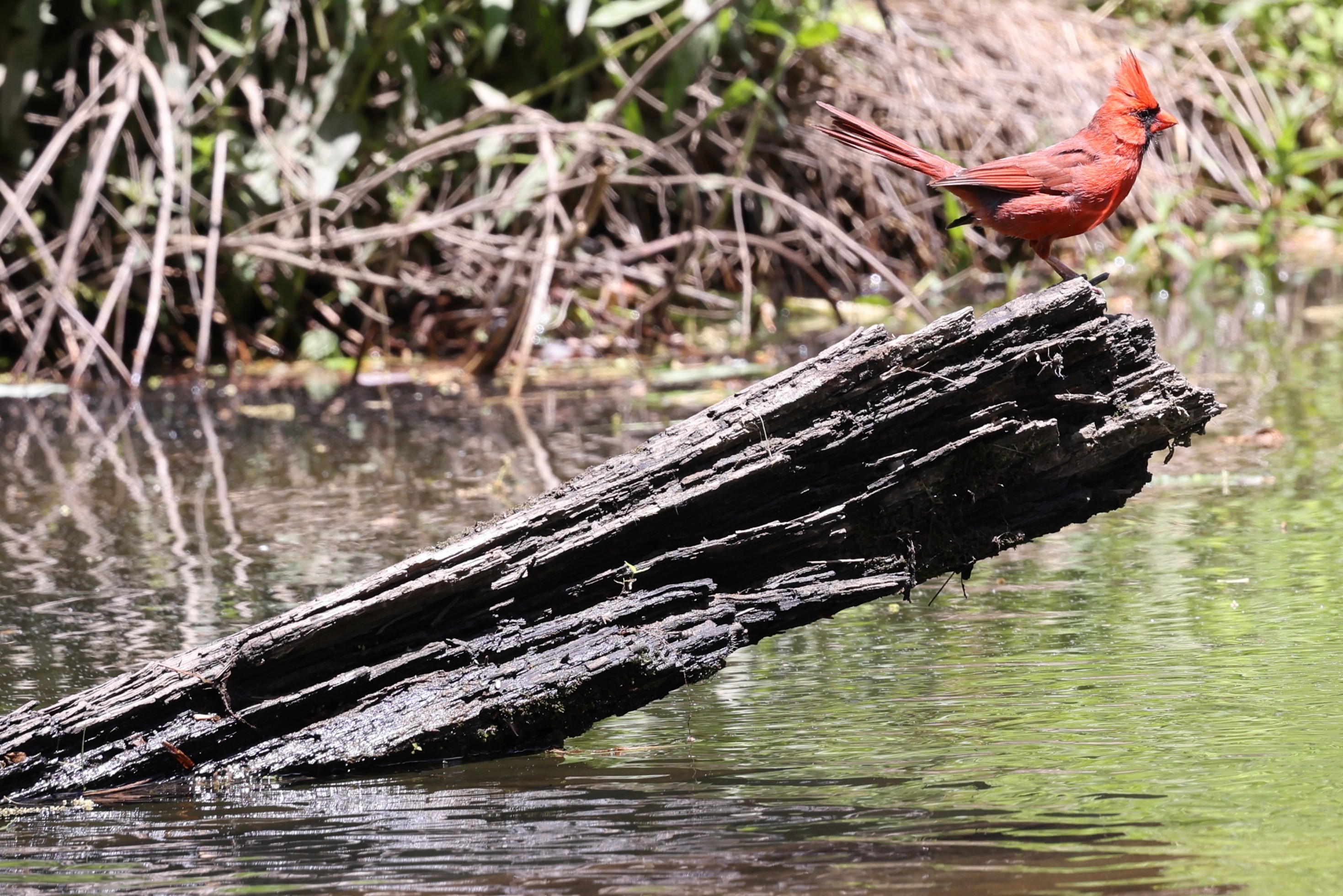 Samantha Slaymaker, Northern Cardinal on a Log